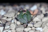 Echinocactus horizonthalonius JABO 30